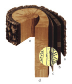 Il legno